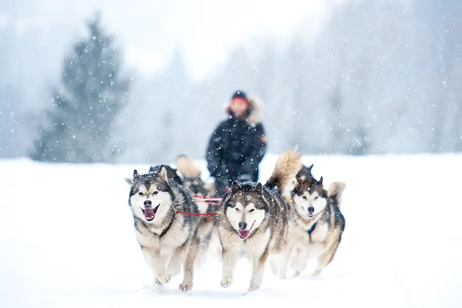 狗拉雪橇 狗拉雪橇