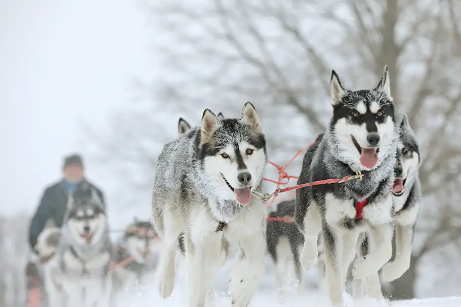 狗拉雪橇體驗 狗拉雪橇體驗