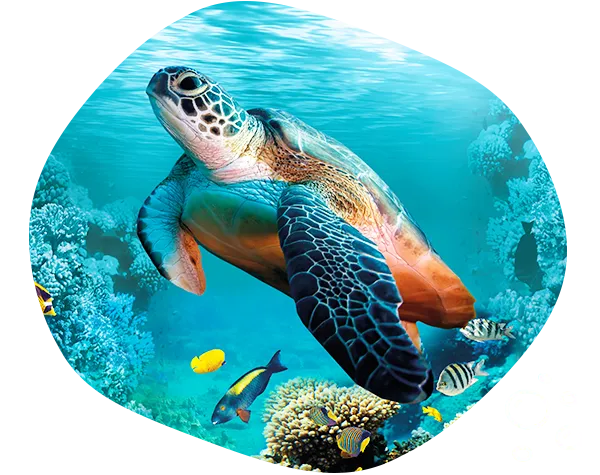 海龜沙灘小幫手