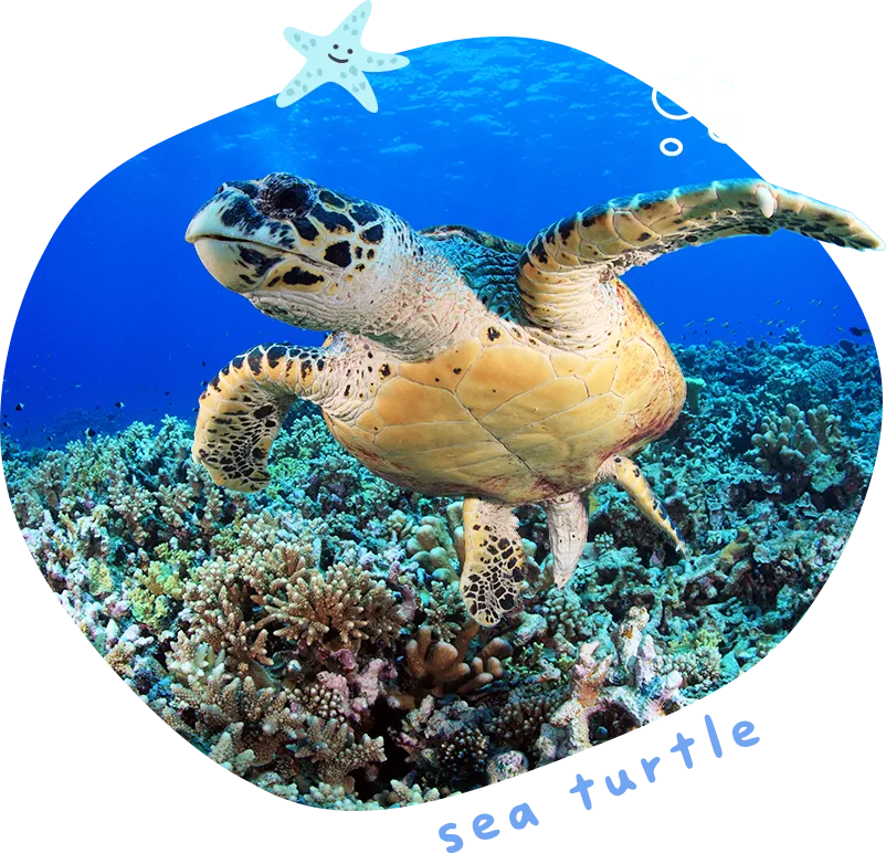 克拉克海龜生態